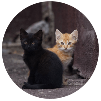 Helping Hands & Healing Tails Cats